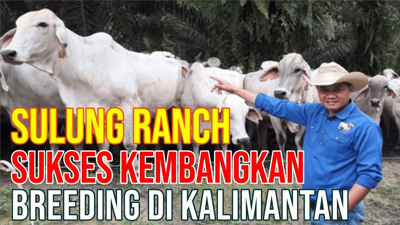 
                                 Sulung-Ranch-Peternakan-Sapi-Yang-Sukses-Kembangkan-Breeding-Di-Kalimantan